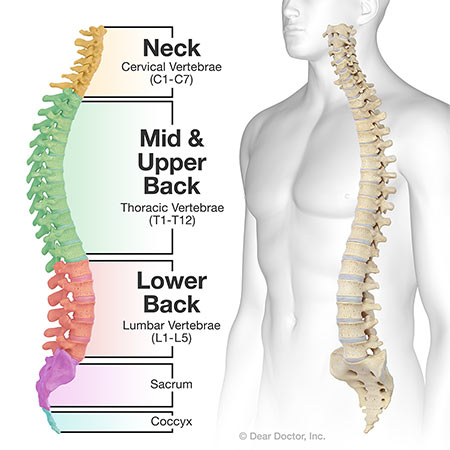 Spinal column and vertebrae.
