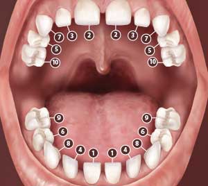 Odontología Pediátrica.