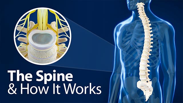 The Spine and How It Works Video